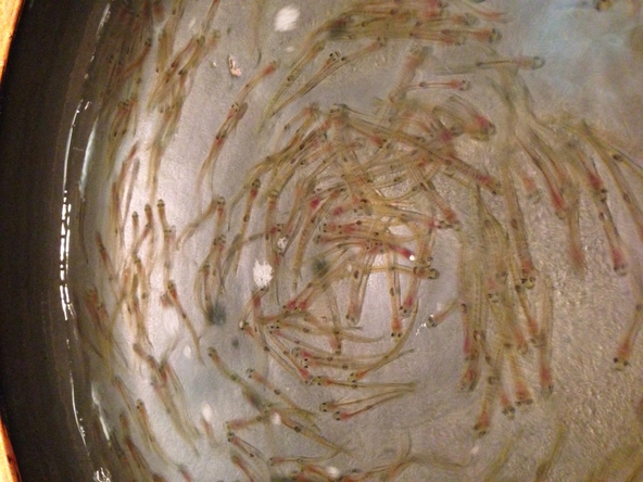 春の風物詩、白魚のおどり食い